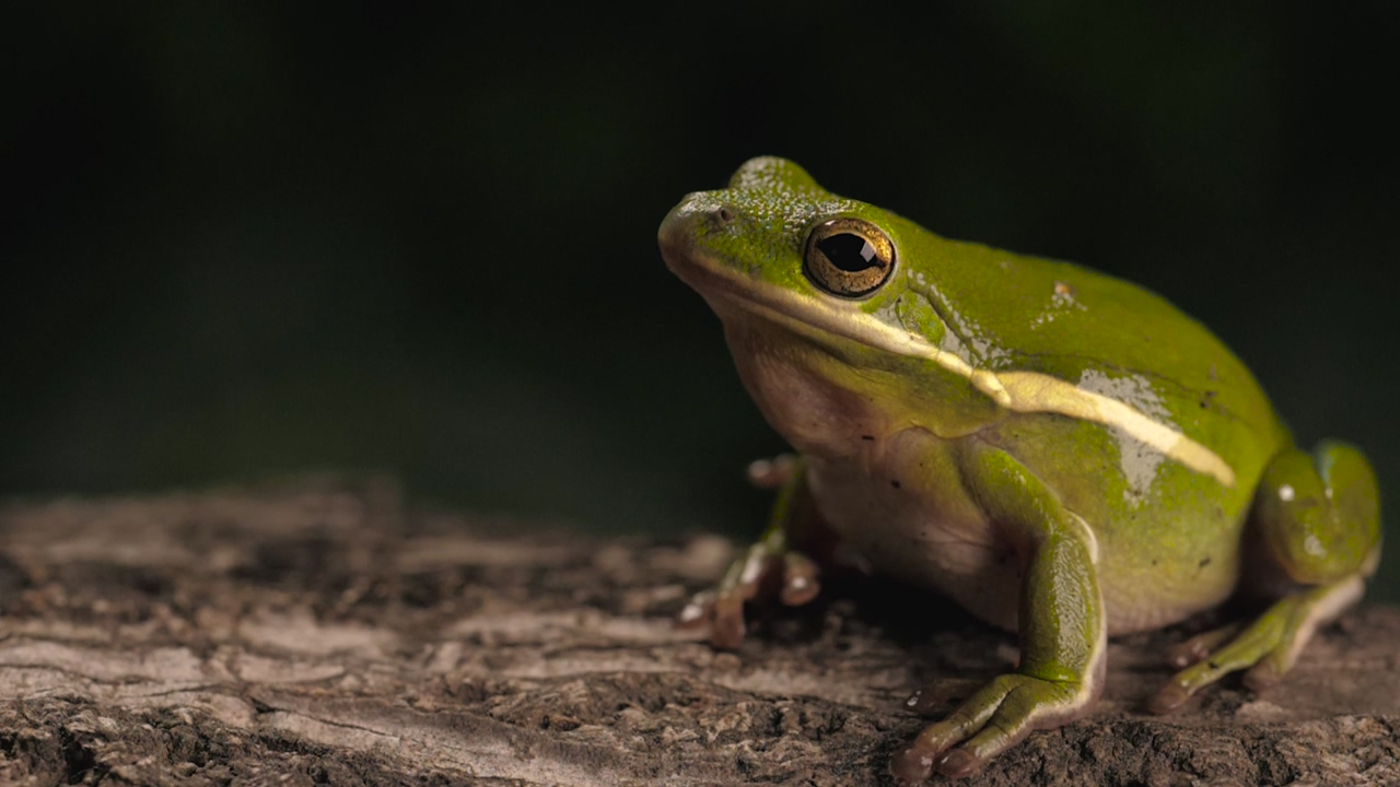 A green toad breathing over a trunk with a dark background, a green frog, closing its eyes, animals at nature