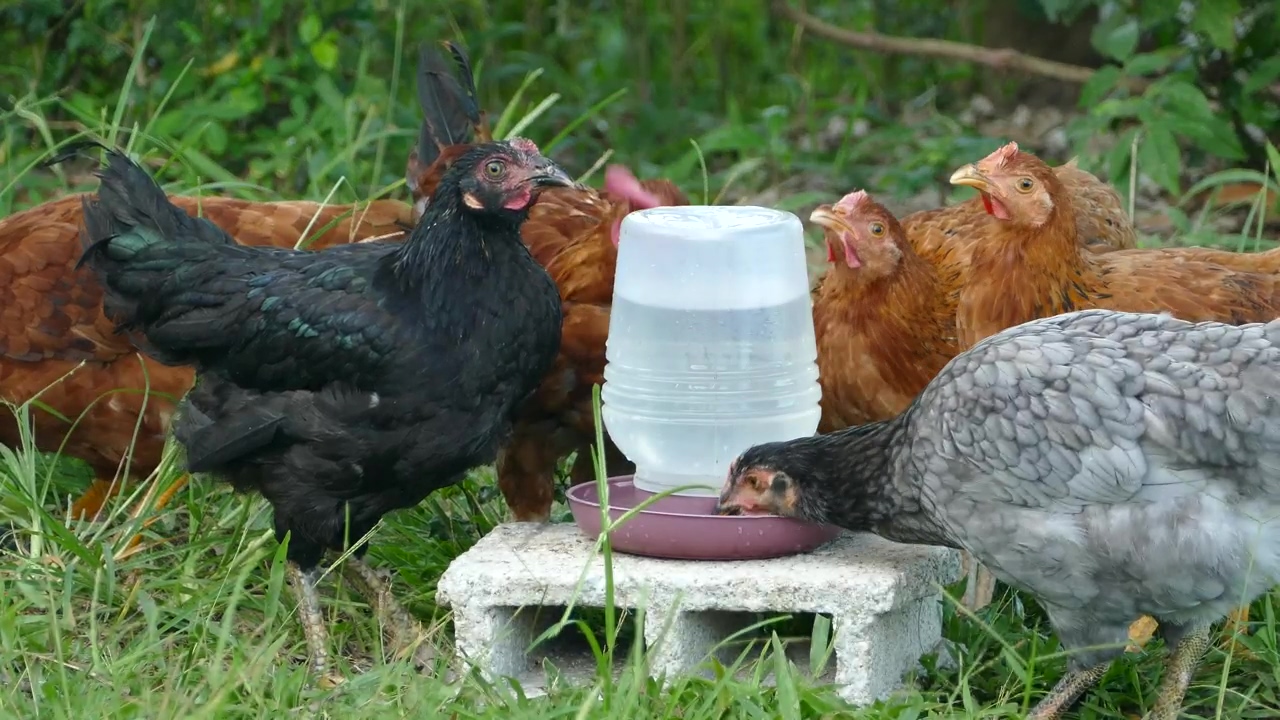 A group of chickens drinking water at the farm, bird, agriculture, farm, drinking, and chicken
