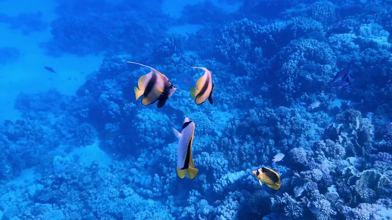 A group of coral fish swimming in a coral reef, sea, fish, tropical, coral, sea animals, and coral reef
