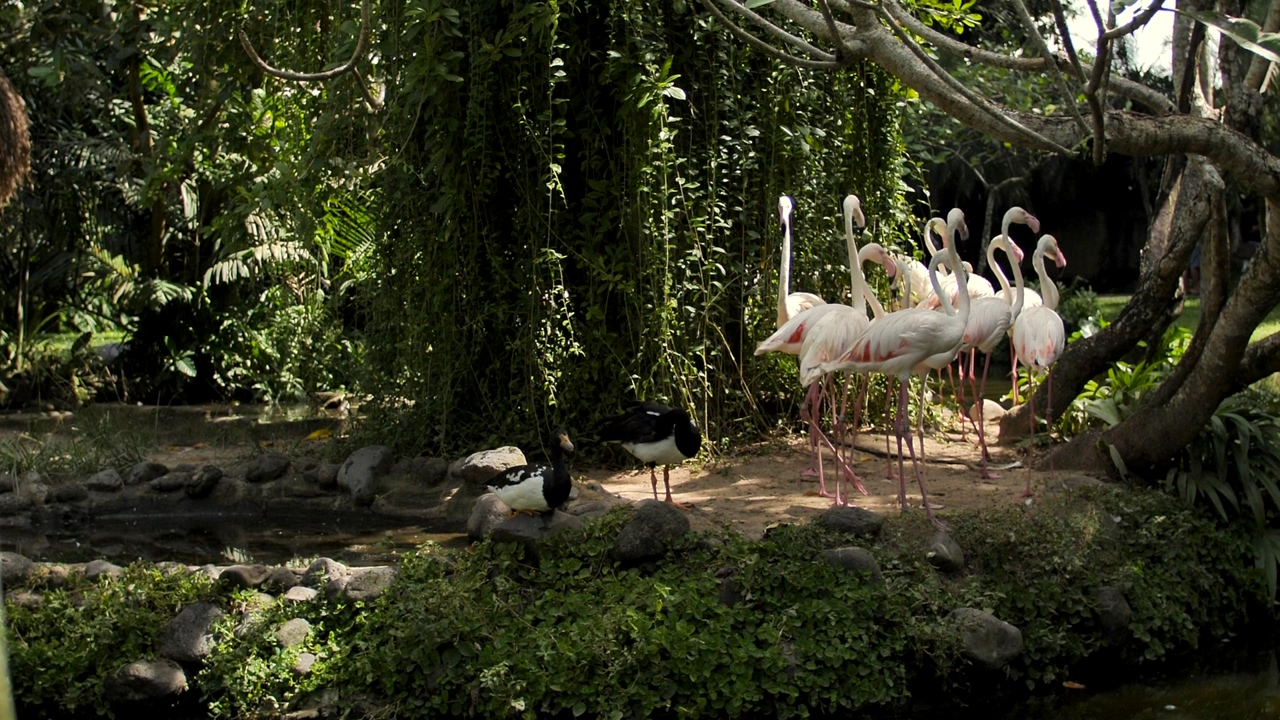 A group of flamingos on the shore of a beautiful lake in an environment covered in wet vegetation, during a sunny day
