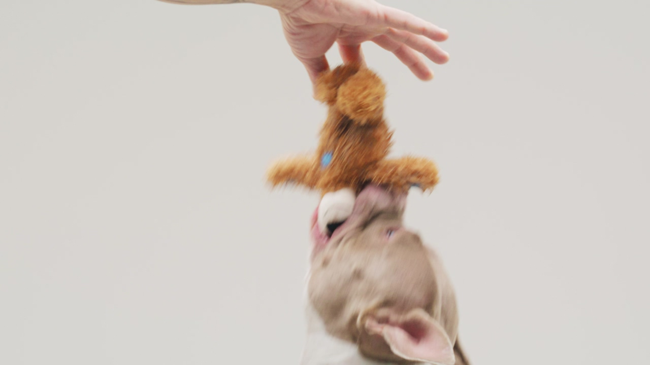 A hand holds a teddy bear toy then a pitbull fiercely apperars and takes the toy off the hand over a white background