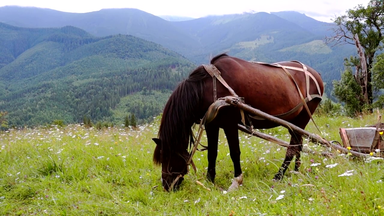 A harnessed horse grazing in the meadow, mountain, animal, outdoor, farm, meadow, and horse