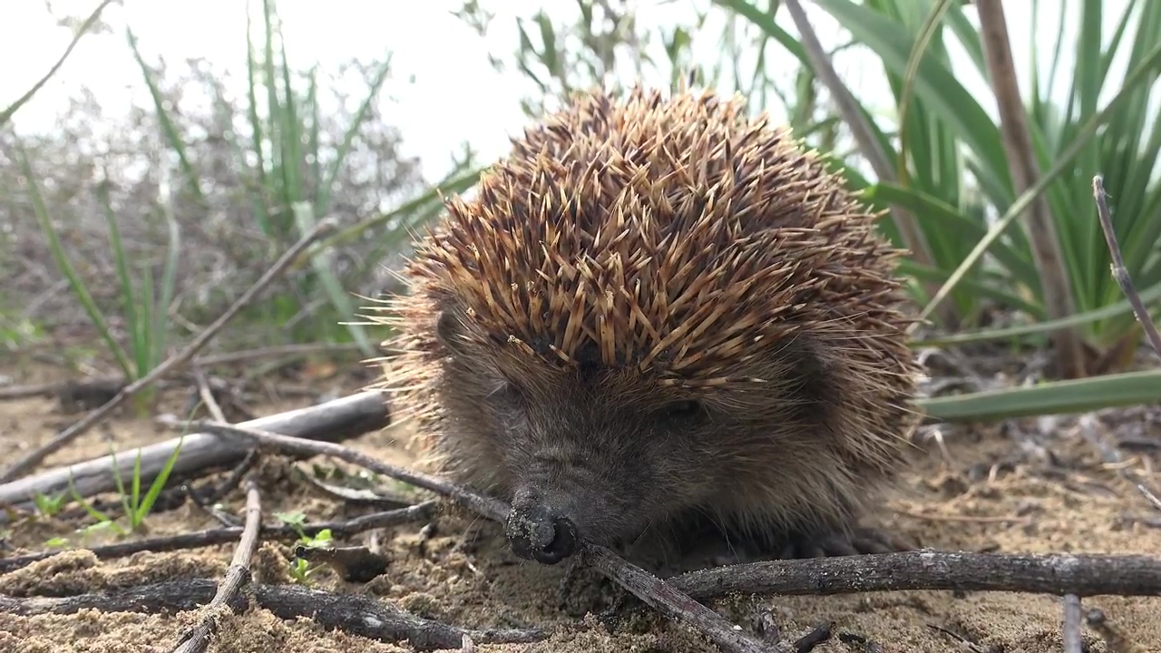 A hedgehog sniffing in the ground, animal, wildlife, and ground