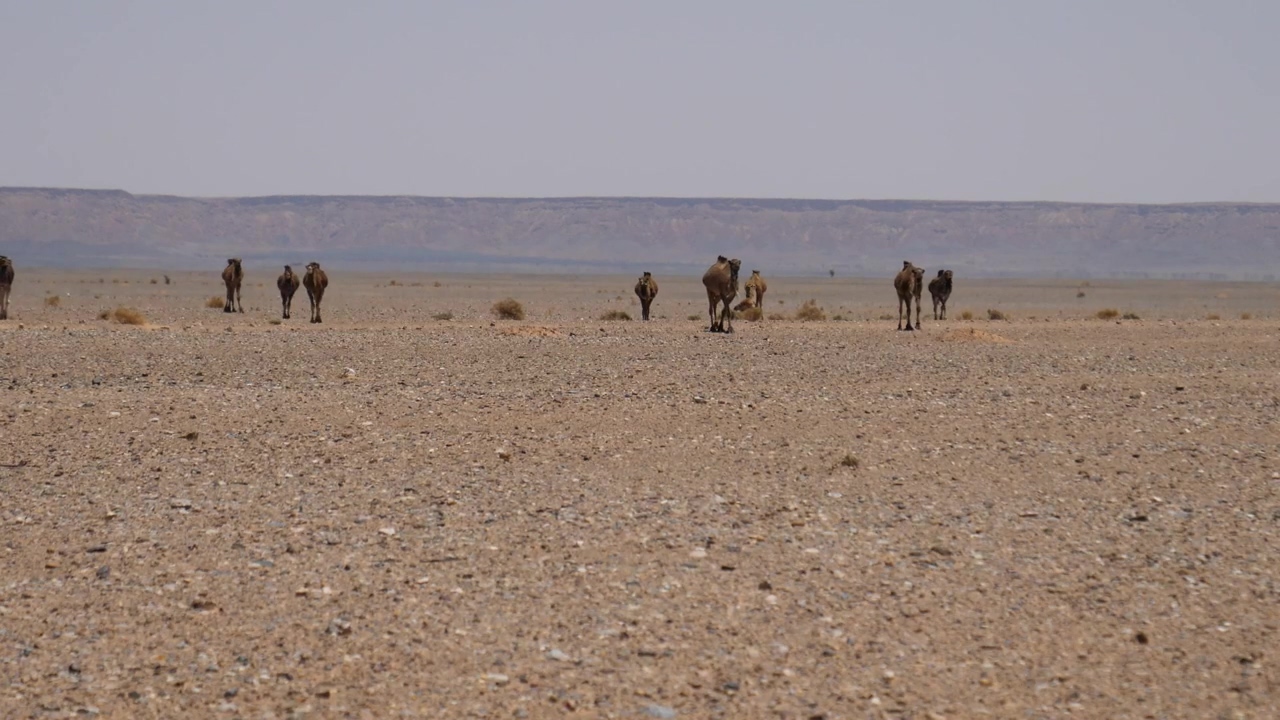 A herd of camels walking in the desert #animal #wildlife #desert #camel