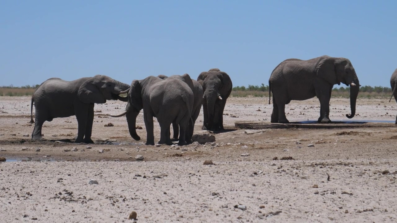 A herd of elephants around a tiny water hole, animal, wildlife, africa, dry, savanna, elephant, and climate change