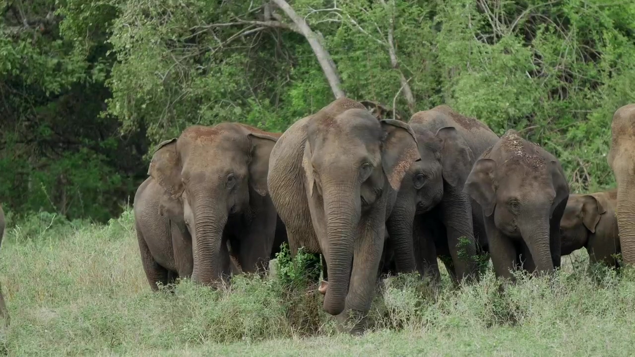 A herd of elephants grazing in the wild, animal, wildlife, elephant, and sri lanka