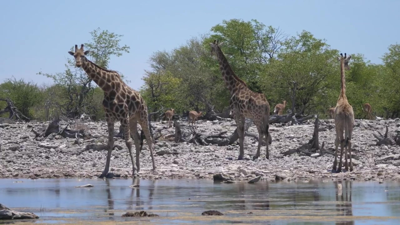 A herd of giraffe around a pond, animal, wildlife, africa, government, biodiversity, and giraffe