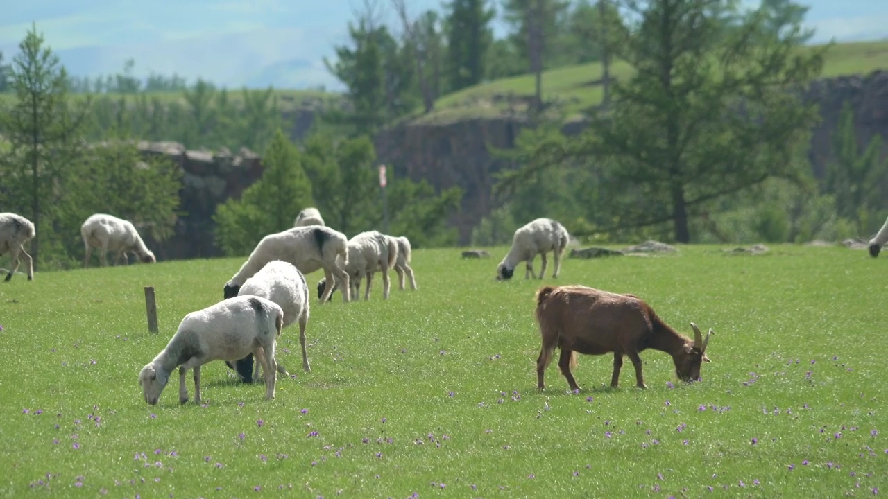 A herd of goats grazing in the plain, animal, wildlife, sheep, and goat