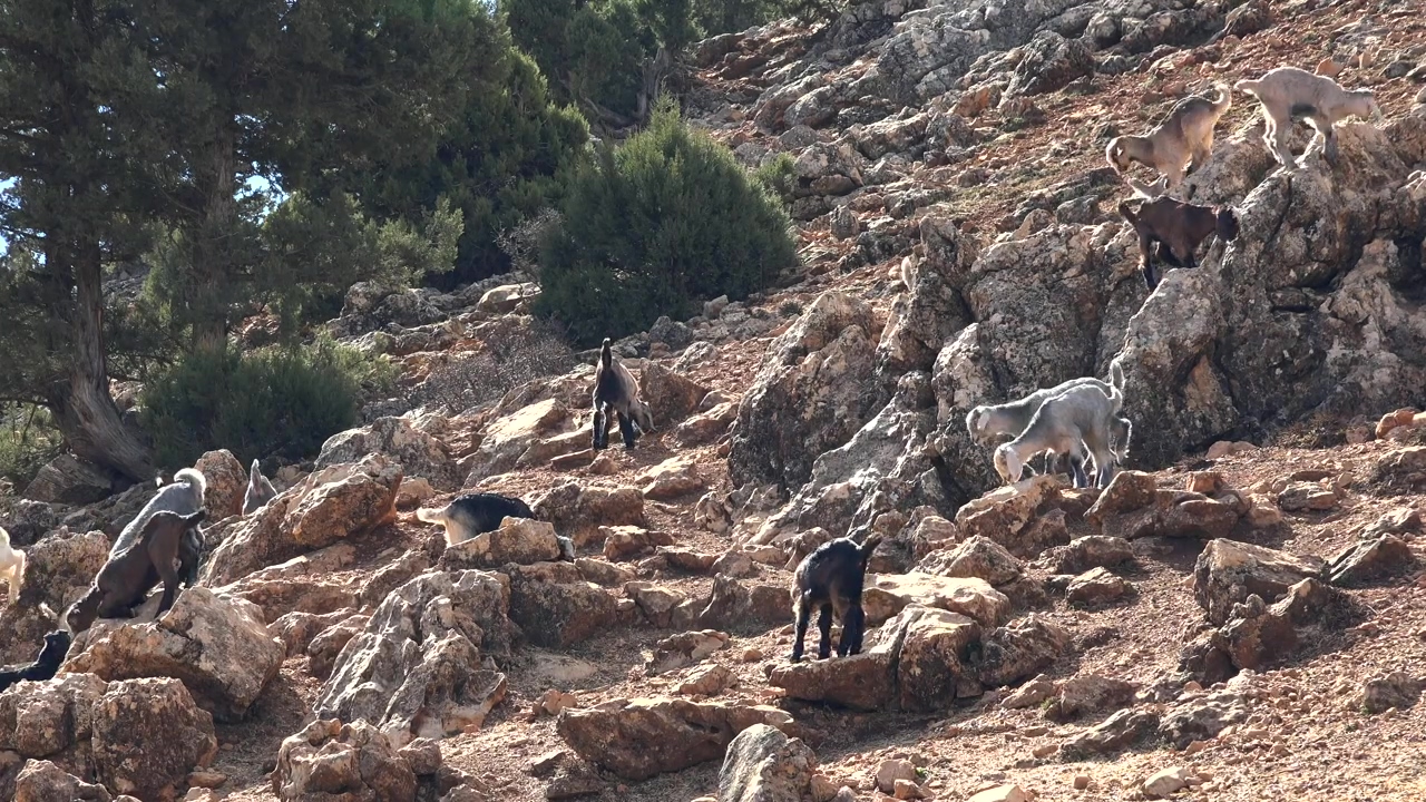 A herd of goats in the rocky mountain, mountain, animal, wildlife, rock, and goat