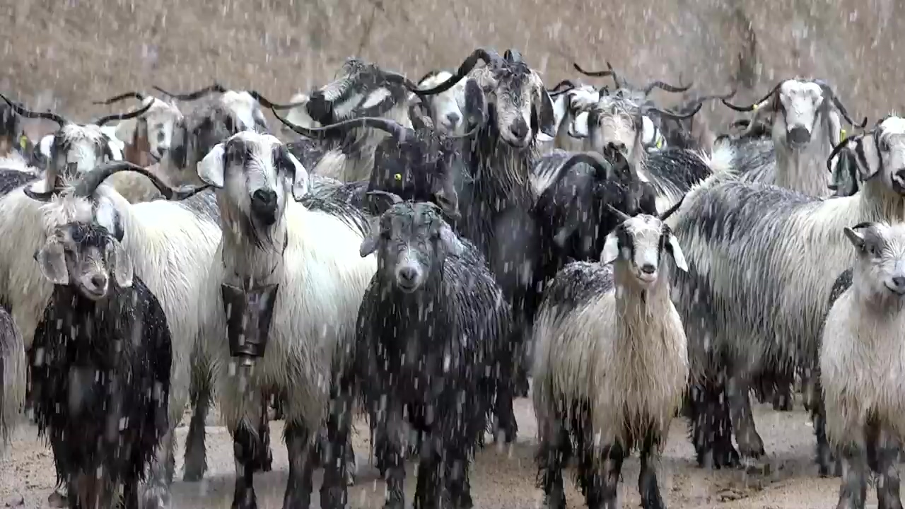 A herd of goats under a snowstorm, animal, winter, snow, and goat