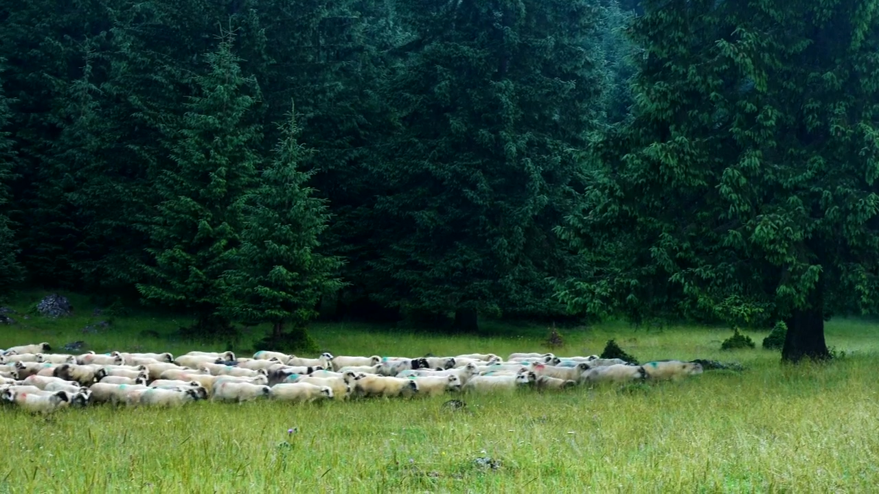 A herd of sheeps in the meadow, forest, animal, grass, agriculture, meadow, and sheep