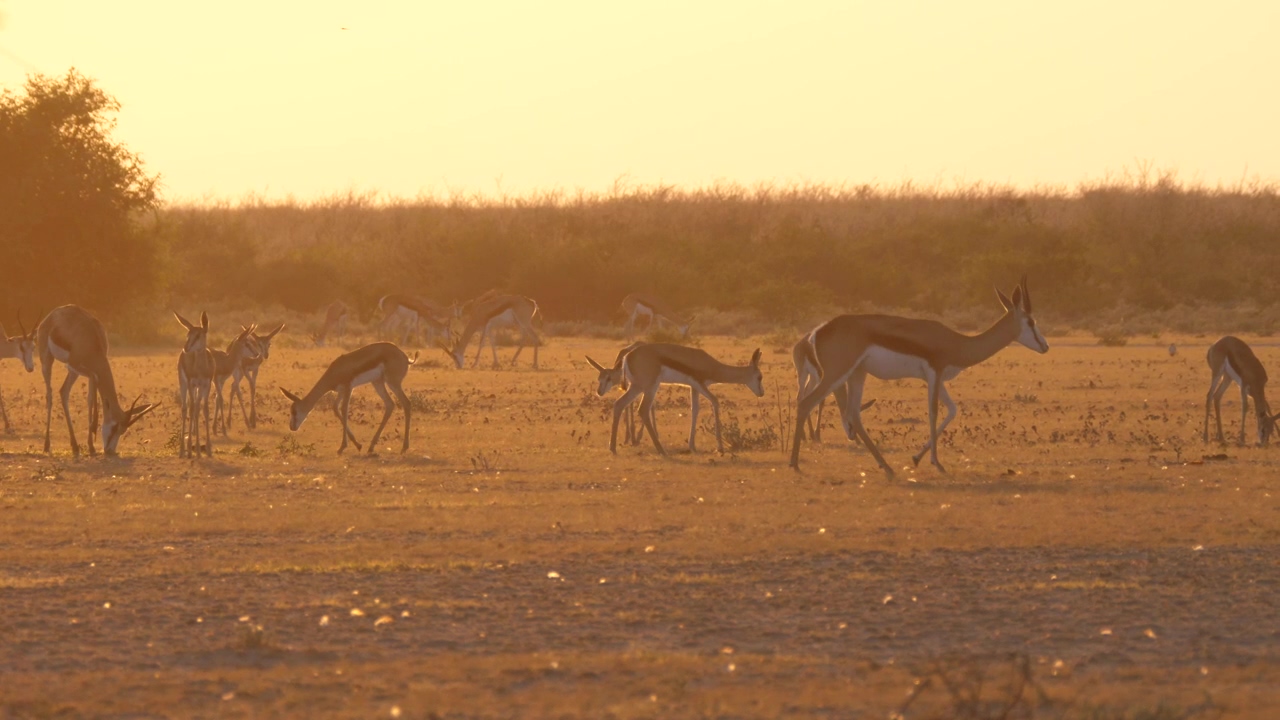 A herd of springbok during sunset, animal, wildlife, sunset, africa, savanna, and deer