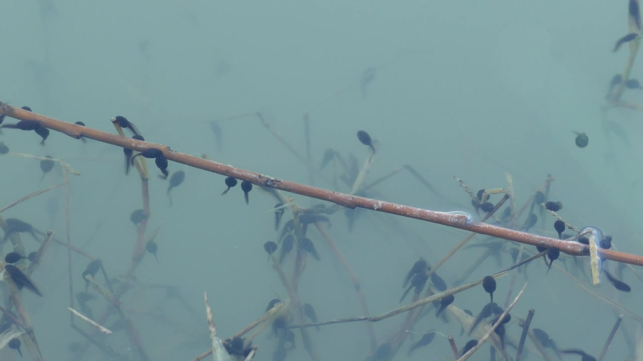 A herd of tadpoles in blue water, water, animal, and wildlife