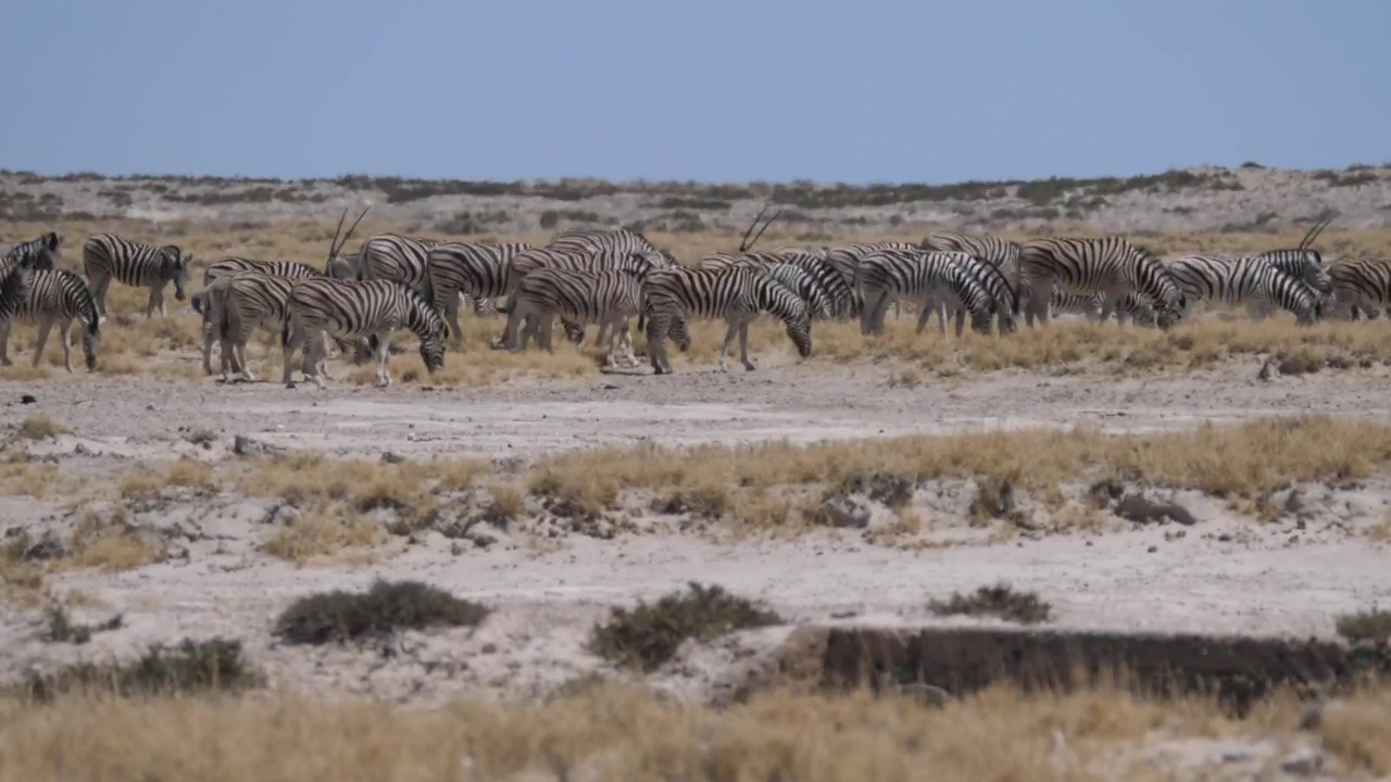 A herd of zebras grazing under the sun, animal, wildlife, africa, dry, and zebra