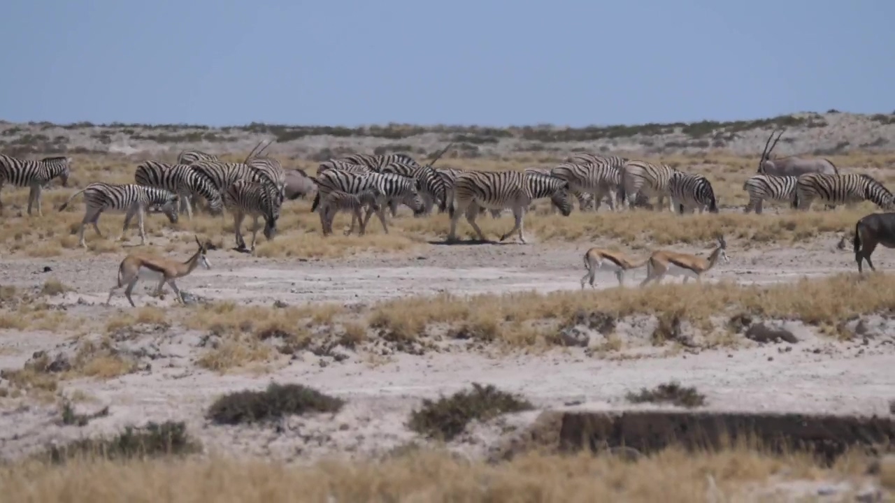 A herd of zebras on a hot day at savanna, animal, wildlife, africa, dry, savanna, and zebra