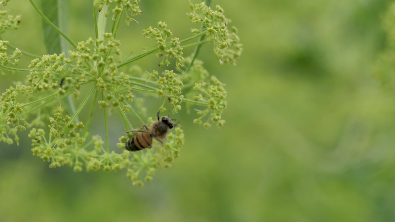 A honeybee feeding on a flower