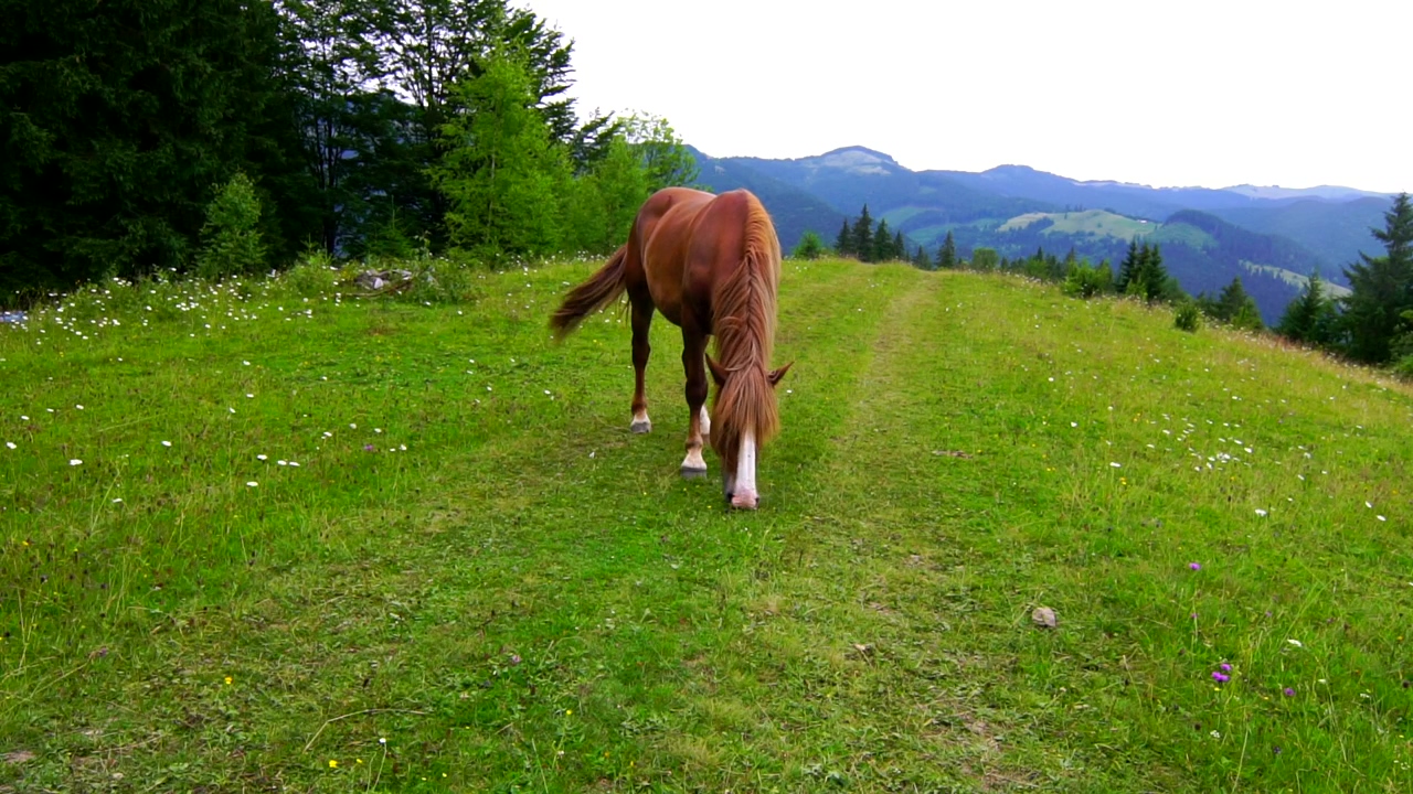 A horse grazing in a mountain meadow, mountain, animal, wildlife, meadow, and horse