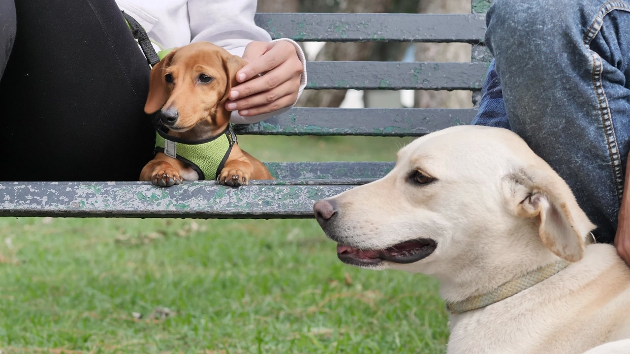A large labrador retriever and a small dachshund dog, resting on a park bench while their owners gently pet them