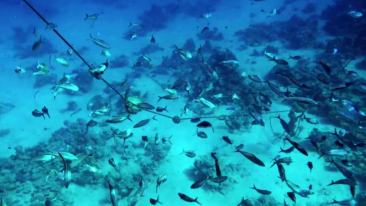 A large school of fish swim haphazardly along the seabed, sea, underwater, fish, sea animals, and seabed