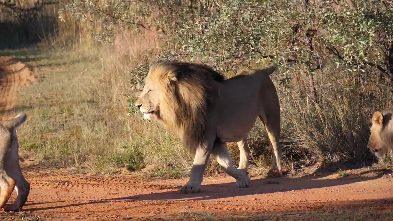 A lion herd roaming the african wilderness,  explore the wonders of wildlife in africa through this awe-inspiring footage