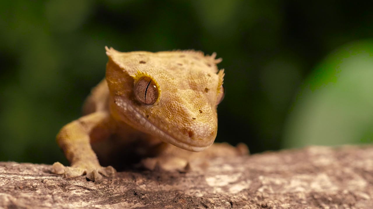A little yellow gecko or reptile on a trunk with a closeup shot in slow motion, lizard moving its tongue, reptiles in nature