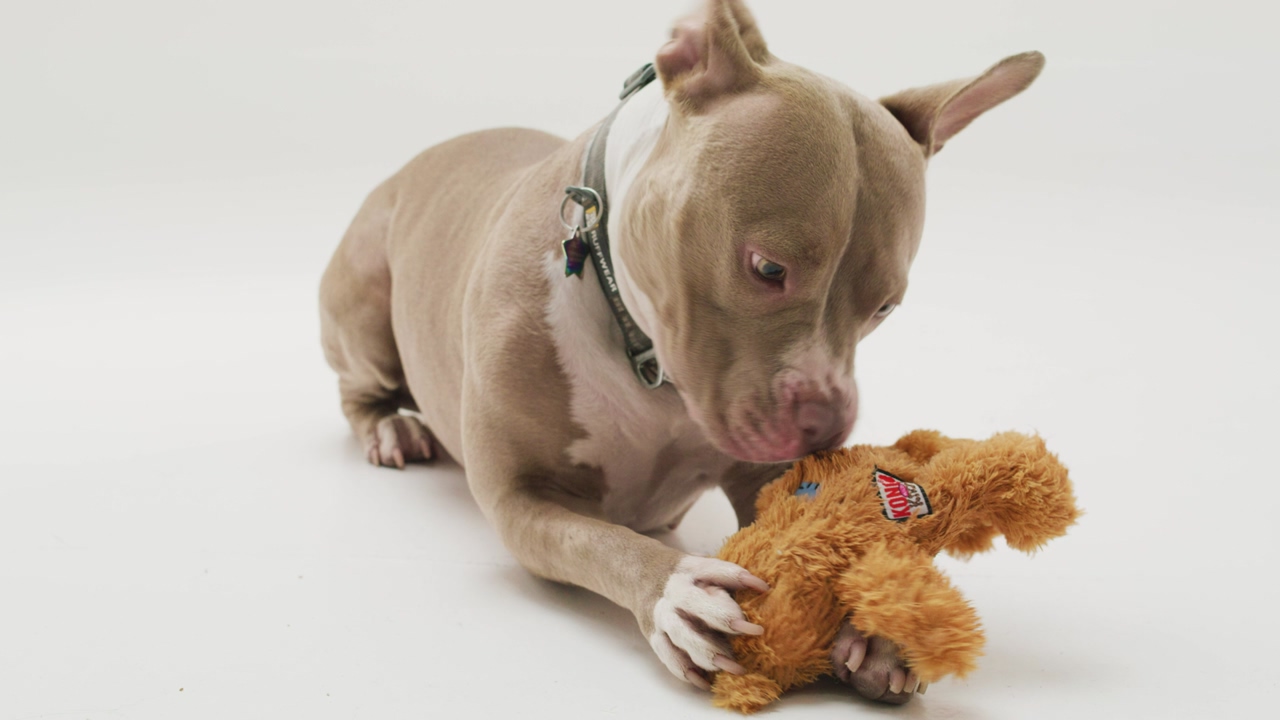 A lively pit bull canine joyfully engages in the gentle biting and exuberant playing with a huggable teddy bear toy over a white background