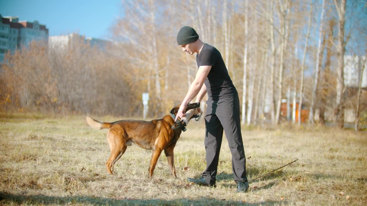 A man training a german shepherd dog in the park, park, training, dog, education, dog owner, and domestic