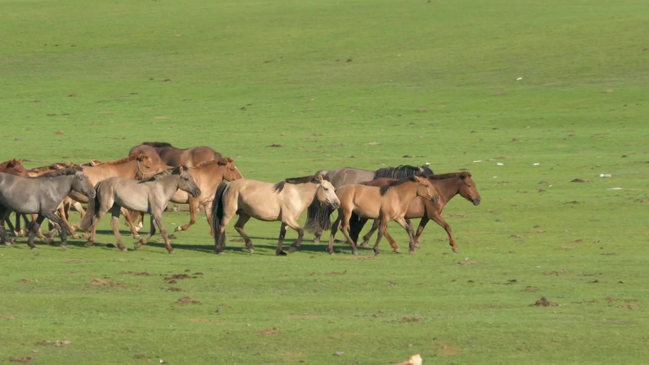 A pack of wild horses running on a green plain, animal, wildlife, horse, and horses