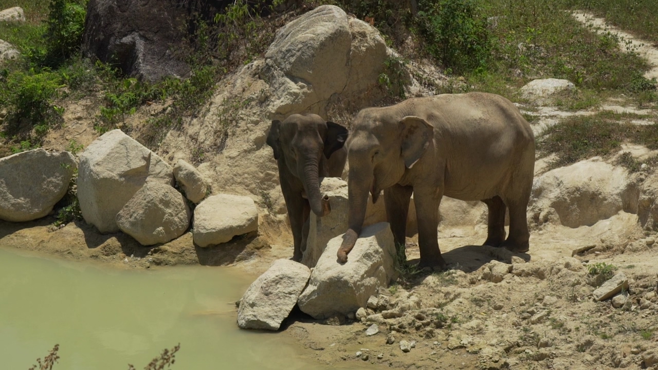 A pair of elephants among the rocks on the bank of a river in the savannah, during a sunny day