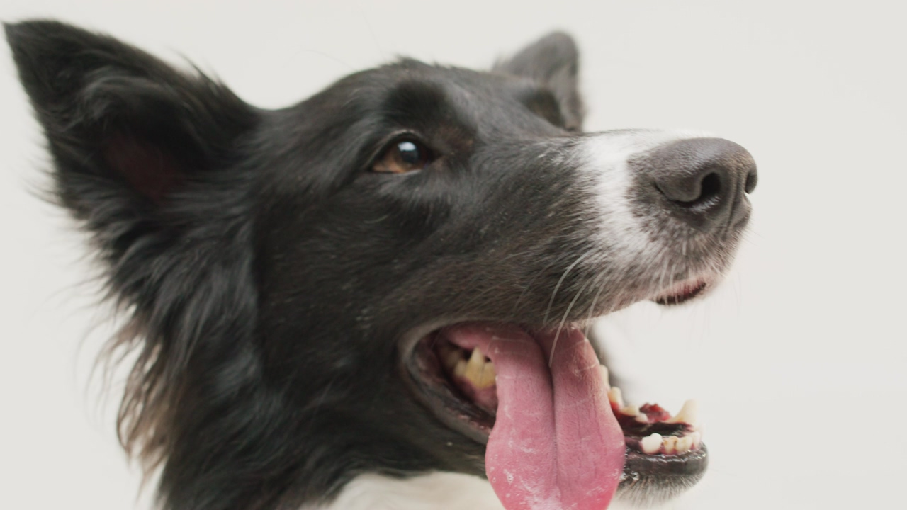 A panting black and white border collie canine receives a small treat on its muzzle, savoring the reward with delight