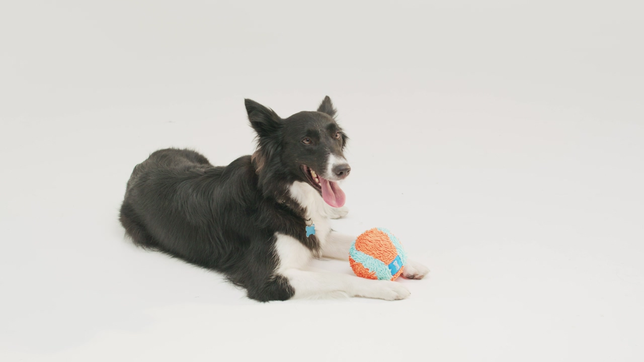 A panting border collie canine rests on the ground with a colorful ball against a white background, taking a moment of repose