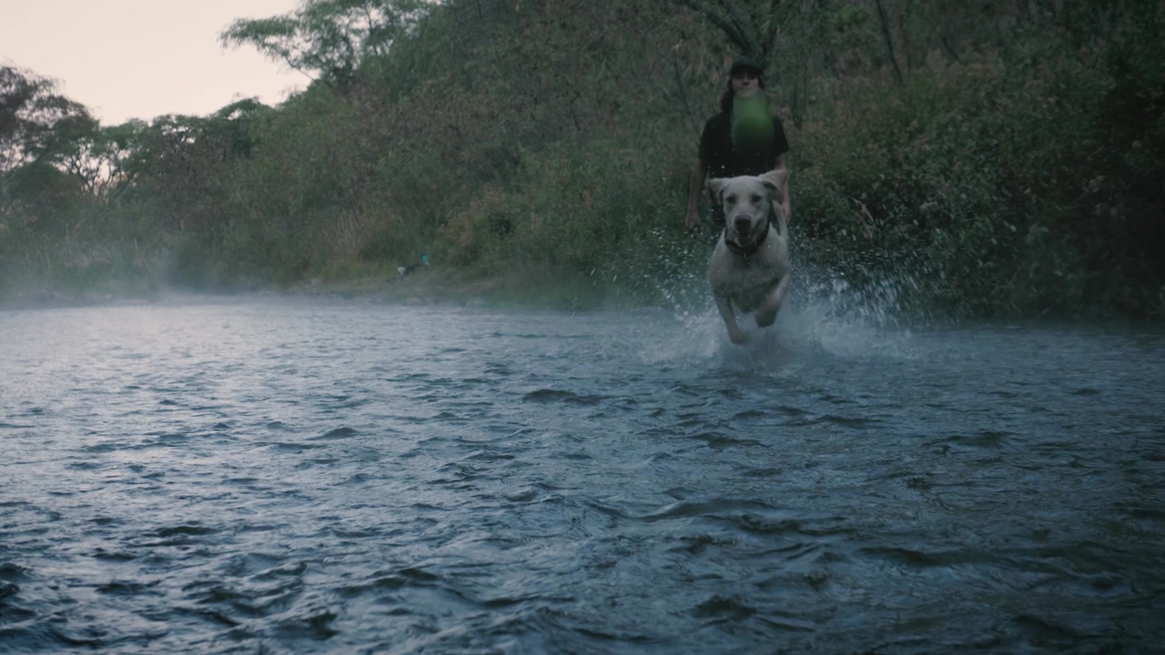 A person wearing a black baseball hat, a black t-shirt and khaki shorts stands ankle deep in a creek and throws a tennis ball to a yellow labrador retriever, the dog chases the ball, splashing in the river as it runs