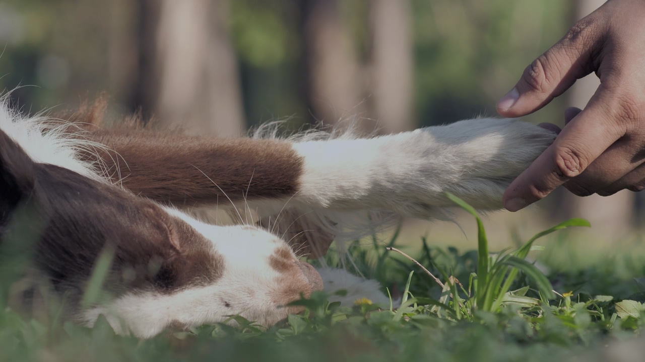 A person's hand caressing a dog's paw while it is resting in the grass