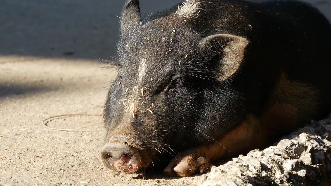 A pig resting on the street in the sun, animal, wildlife, farm, and pig