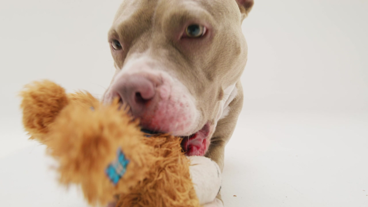 A playful pit bull canine bites a teddy bear in a playfull manner on the ground over a white background