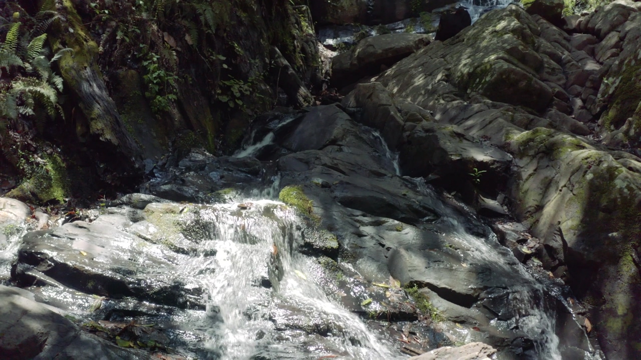 A pristine stream of water runs down the rocks in a lush jungle on a sunny day