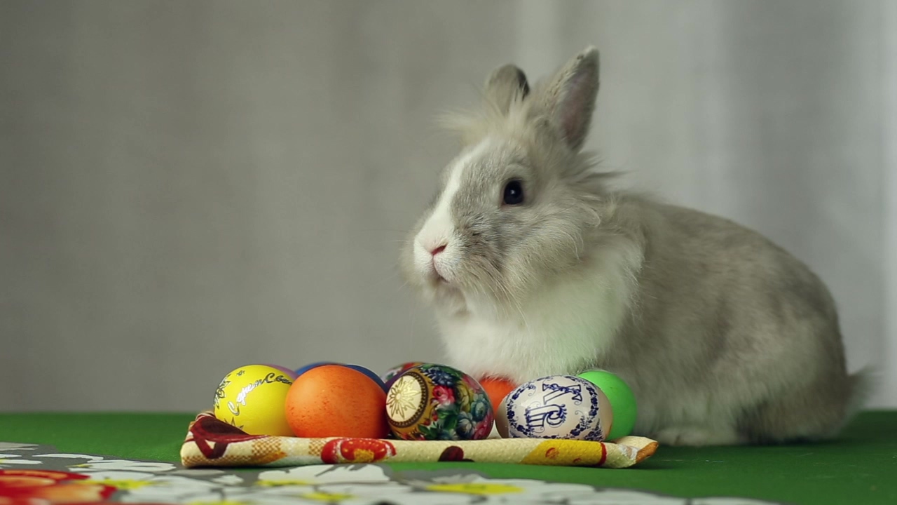 A rabbit sitting next to a collection of decorated easter eggs, animal, easter egg, easter bunny, eggs, and rabbit