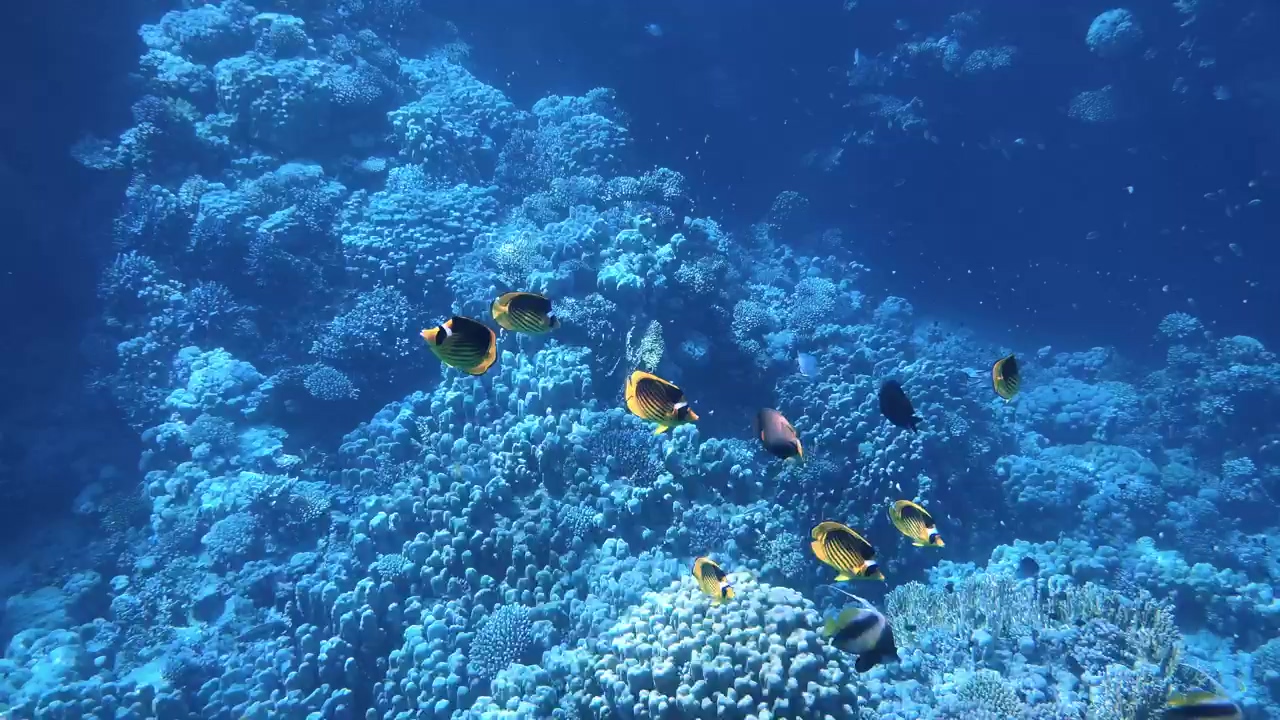 A school of colourful reef fish swim in the shallows of a coral reef #sea #fish #coral #sea animals #coral reef