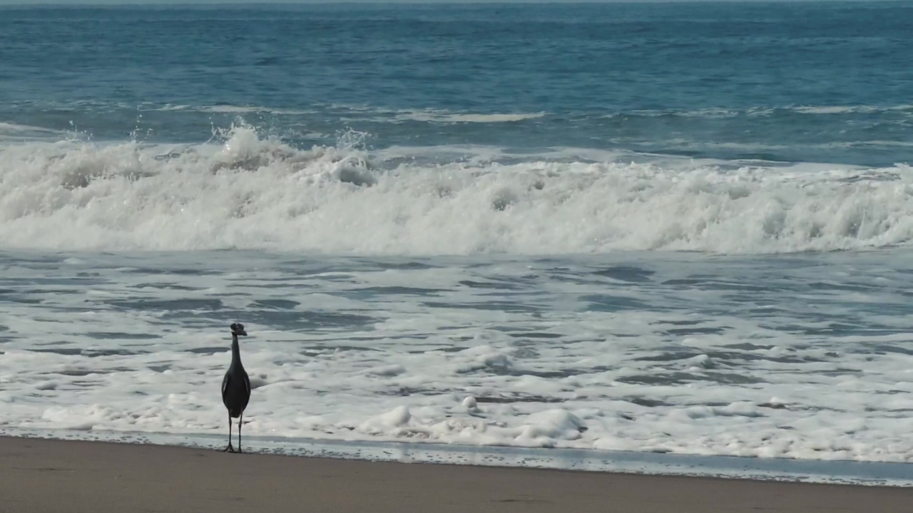 A seabird standing in the seashore while the sea waves arriving to the beach, then the bird starts to fly