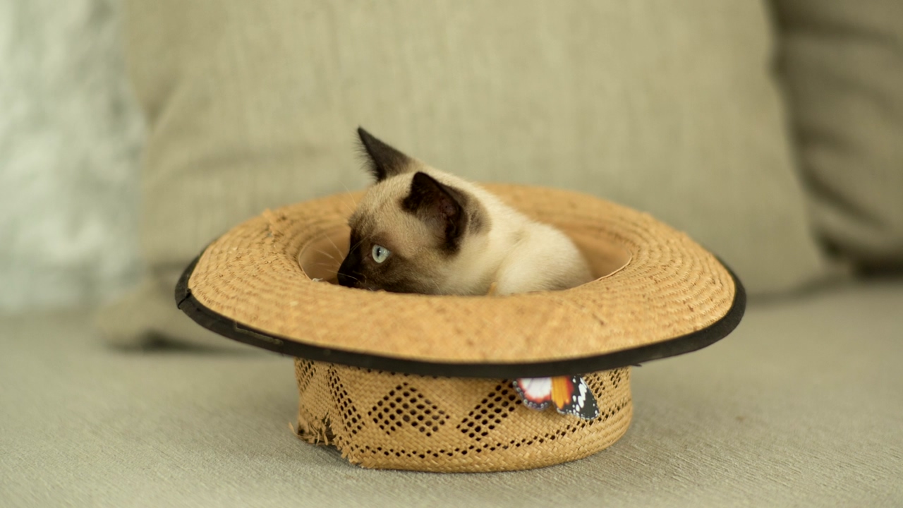 A siamese cat is inside a straw hat on the sofa