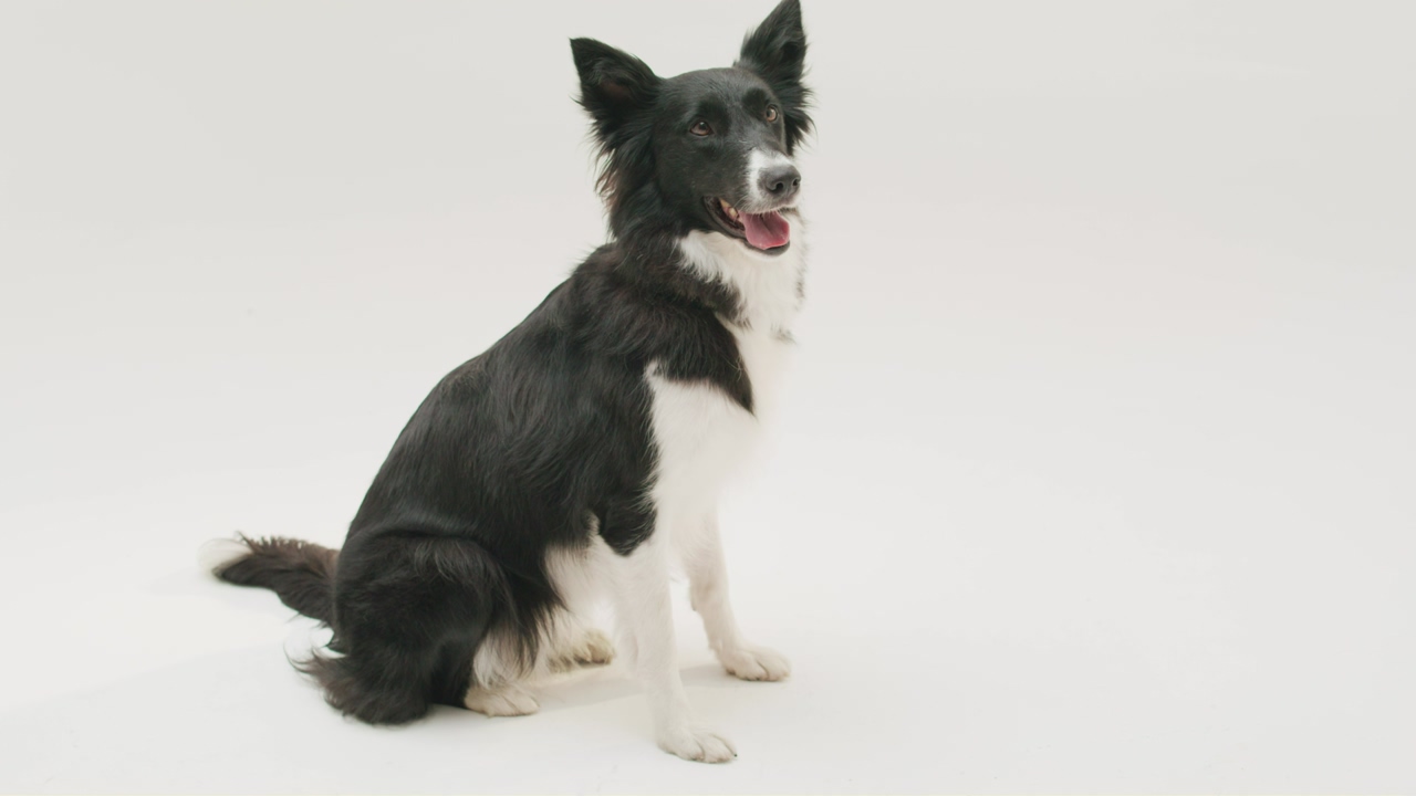 A sited border collie panting with its tong out lays down on the ground against a white background