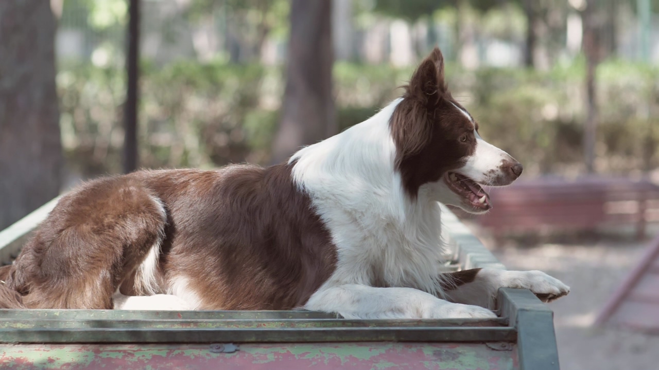 A sitting brown and white dog stands from his seat in a park