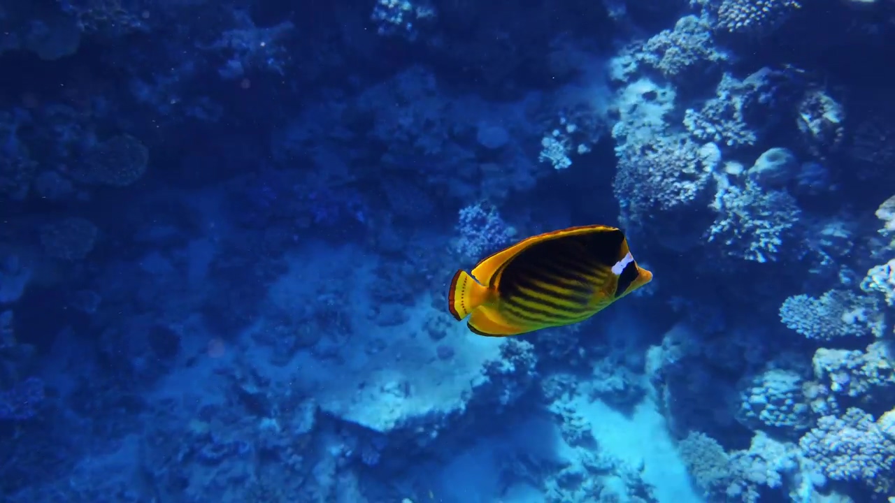 A small lone yellow fish swims along a coral reef, sea, ocean, fish, colorful, tropical, and coral reef