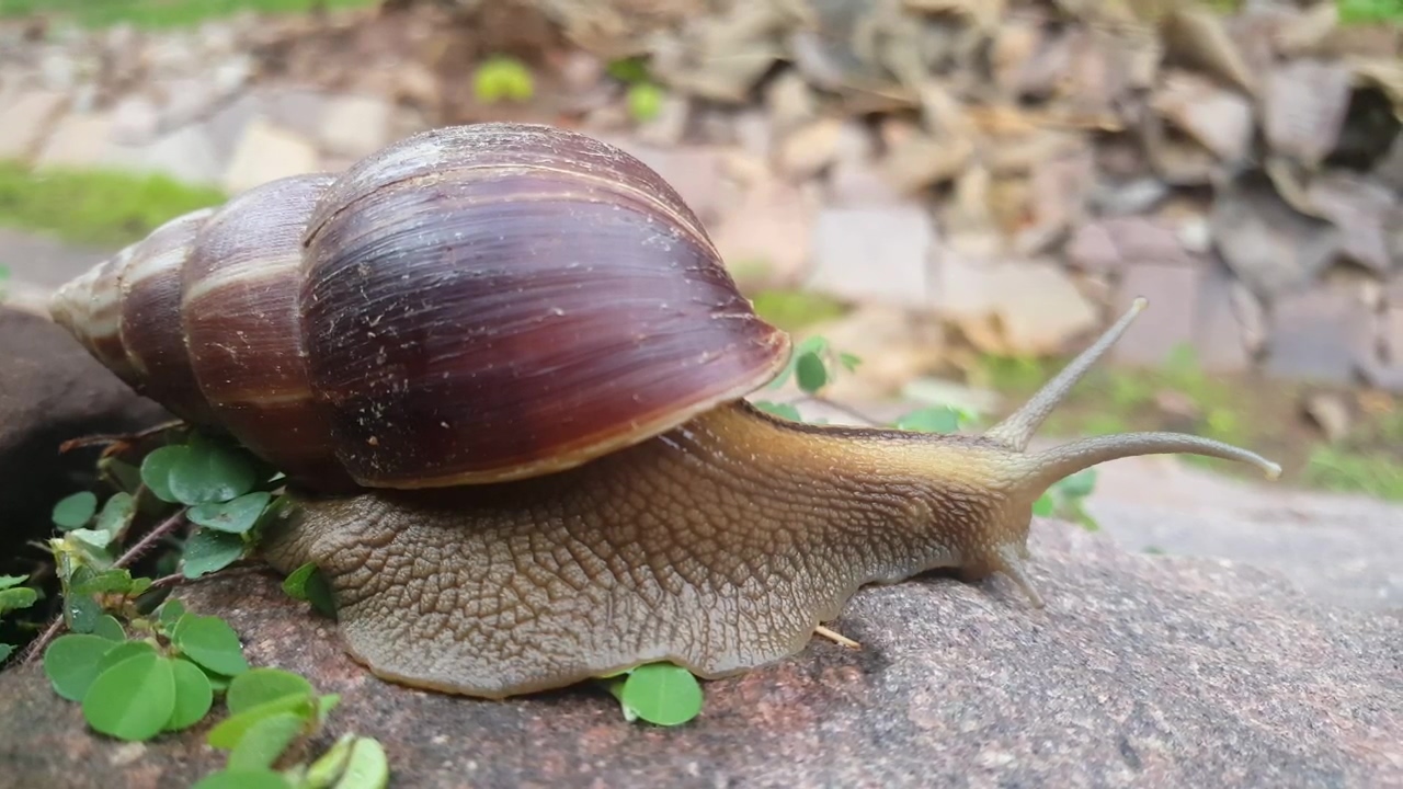 A snail moving slowly on a rock, animal, wildlife, rock, ground, and snails