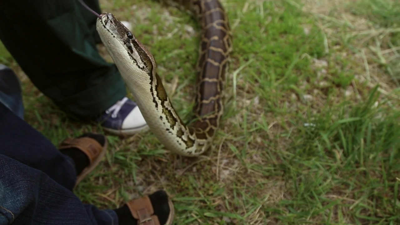 A snake inspects a person, wildlife, reptile, brown, and snakes