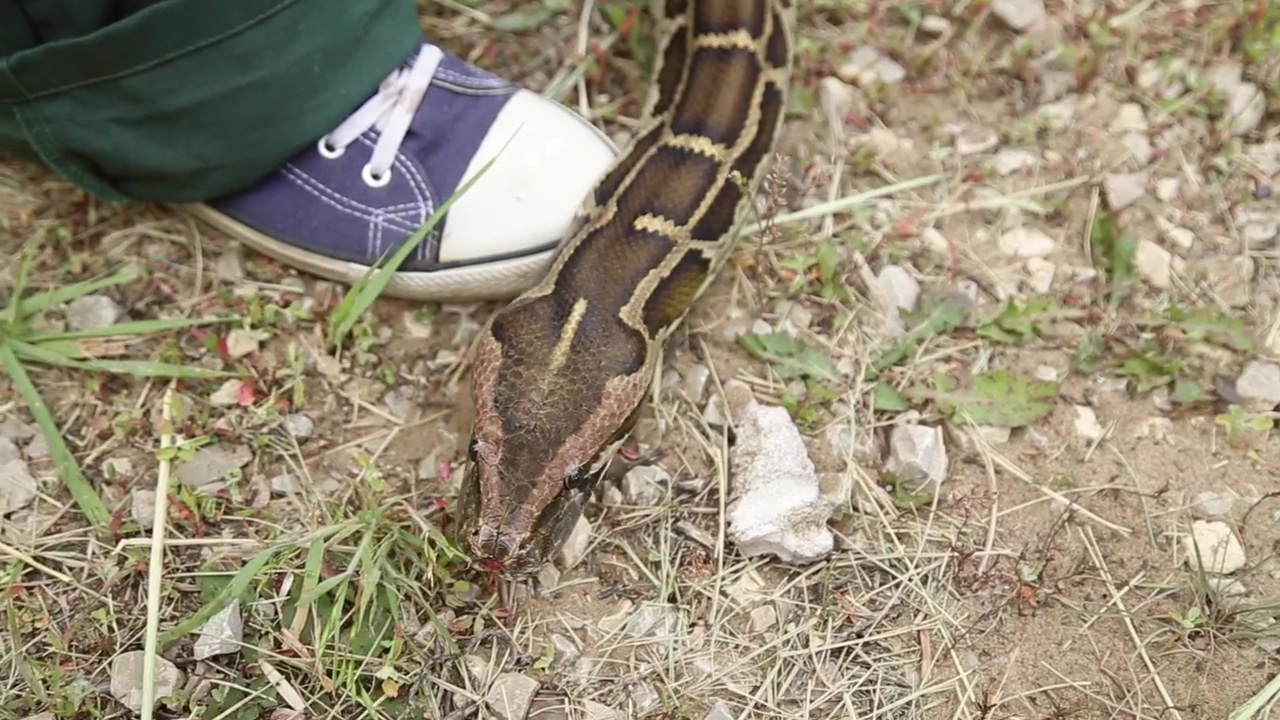 A snake moves across a shoe, animal, wildlife, reptile, and snakes