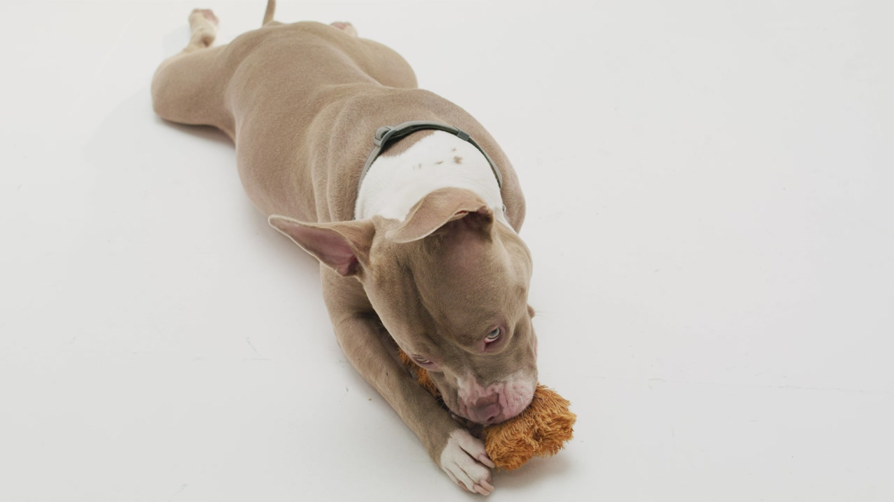 A spirited pit bull puppy engages in a delightful combination of gentle biting and enthusiastic playfulness with its beloved teddy bear toy over a white background