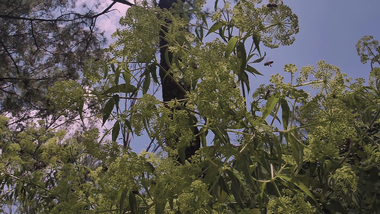 A tree with branches, leaves and green flowers with bees flying and eating from it, in the background a clear blue sky