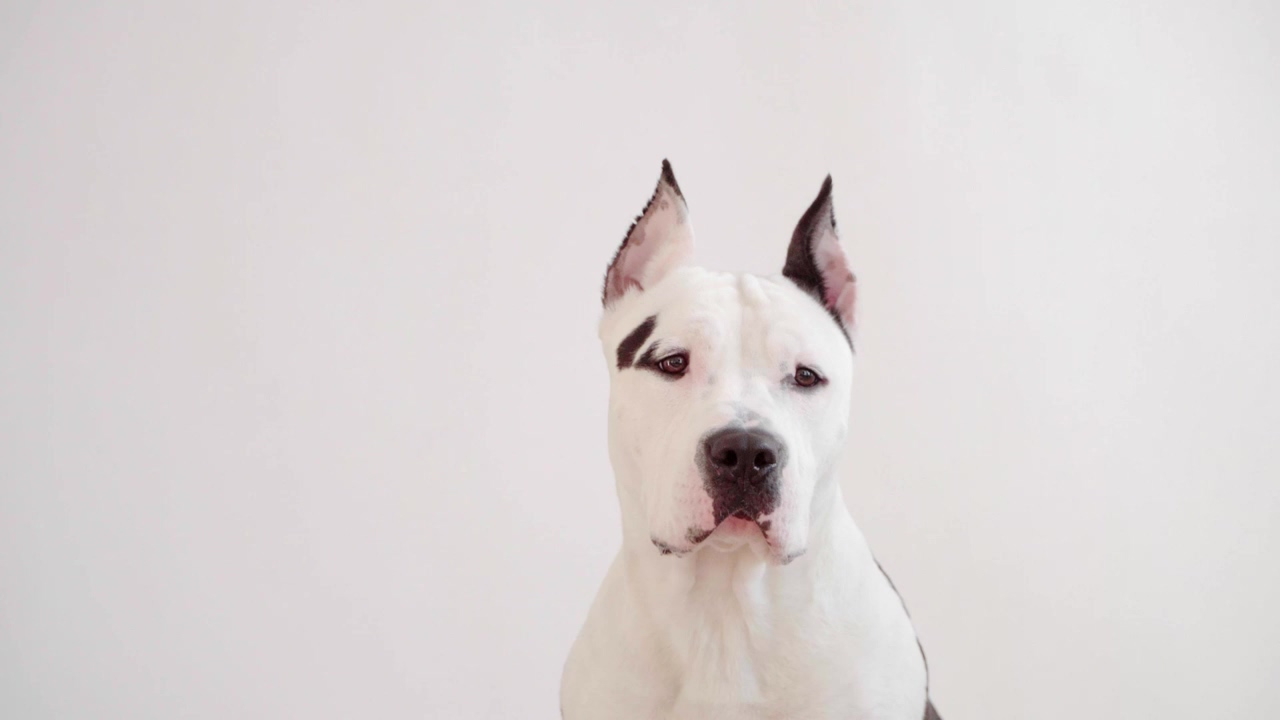 A white and black dog looking at the camera head on, dog, pet, and pitbull