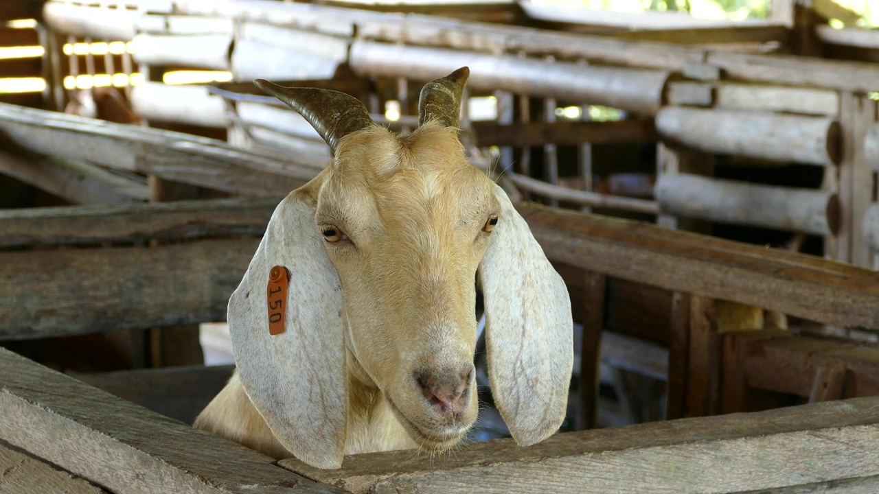 A white goat at the stable, animal, agriculture, goat, and cattle
